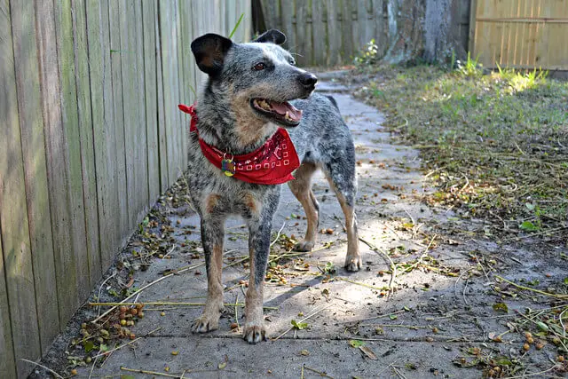 australian cattle dog breeders