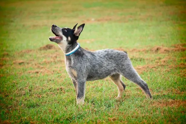 australian cattle dog