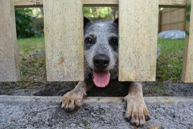 australian cattle dog