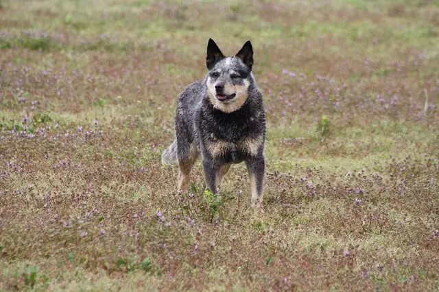 dingo heeler mix