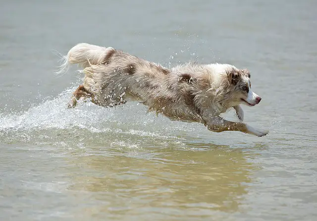 australian shepherd in water