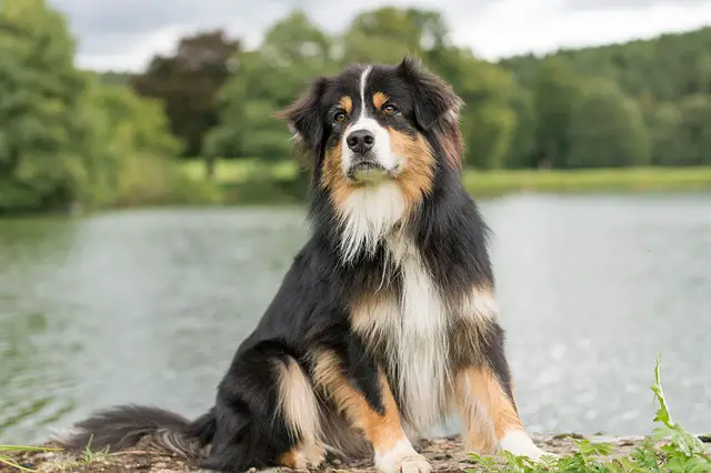 australian shepherd dog for sale