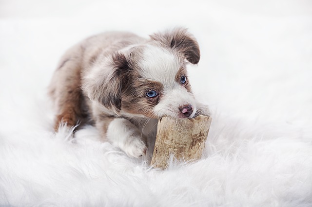 australian shepherd puppy