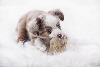 are australian shepherd puppies born with tails