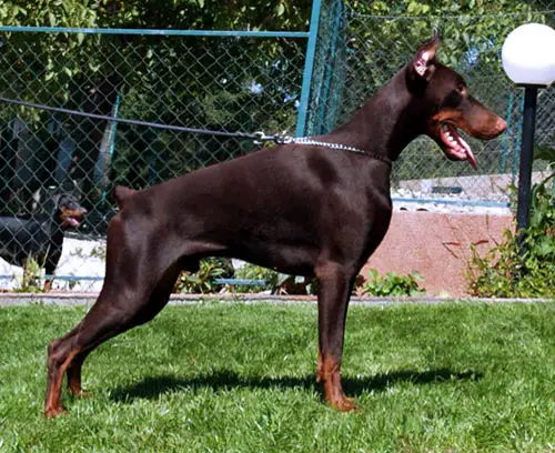 adult doberman