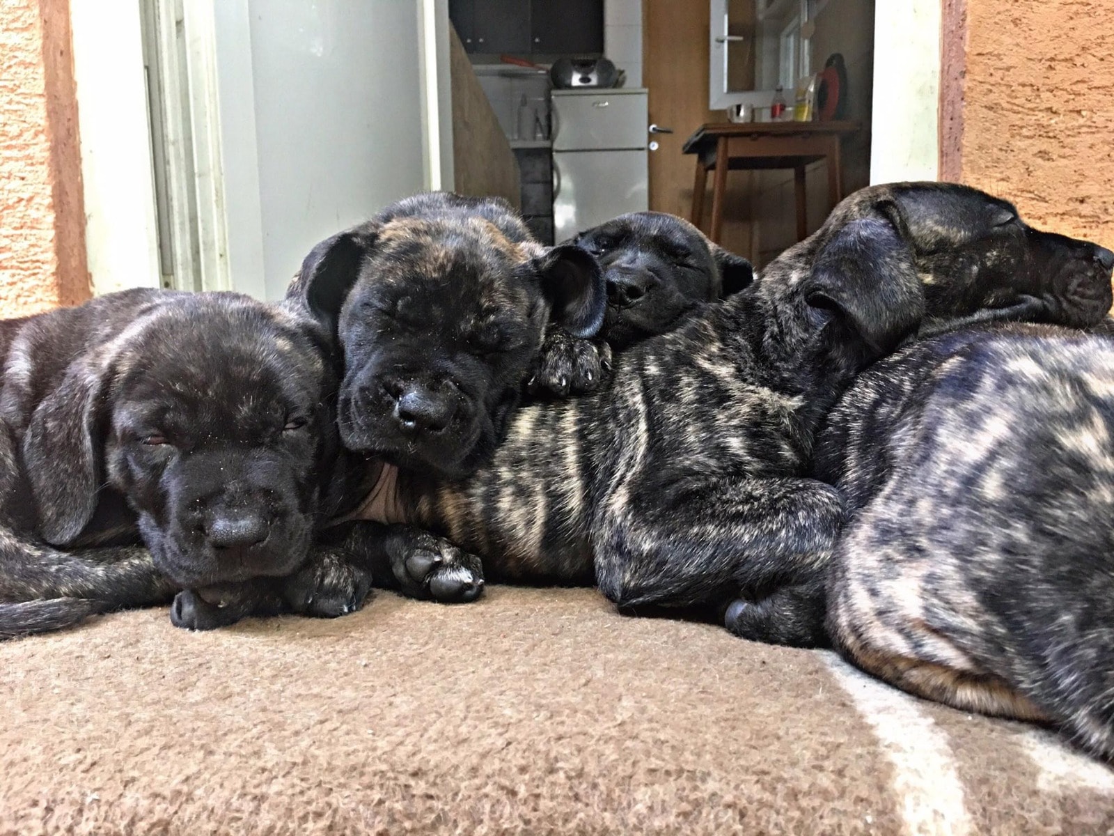 presa canario puppies