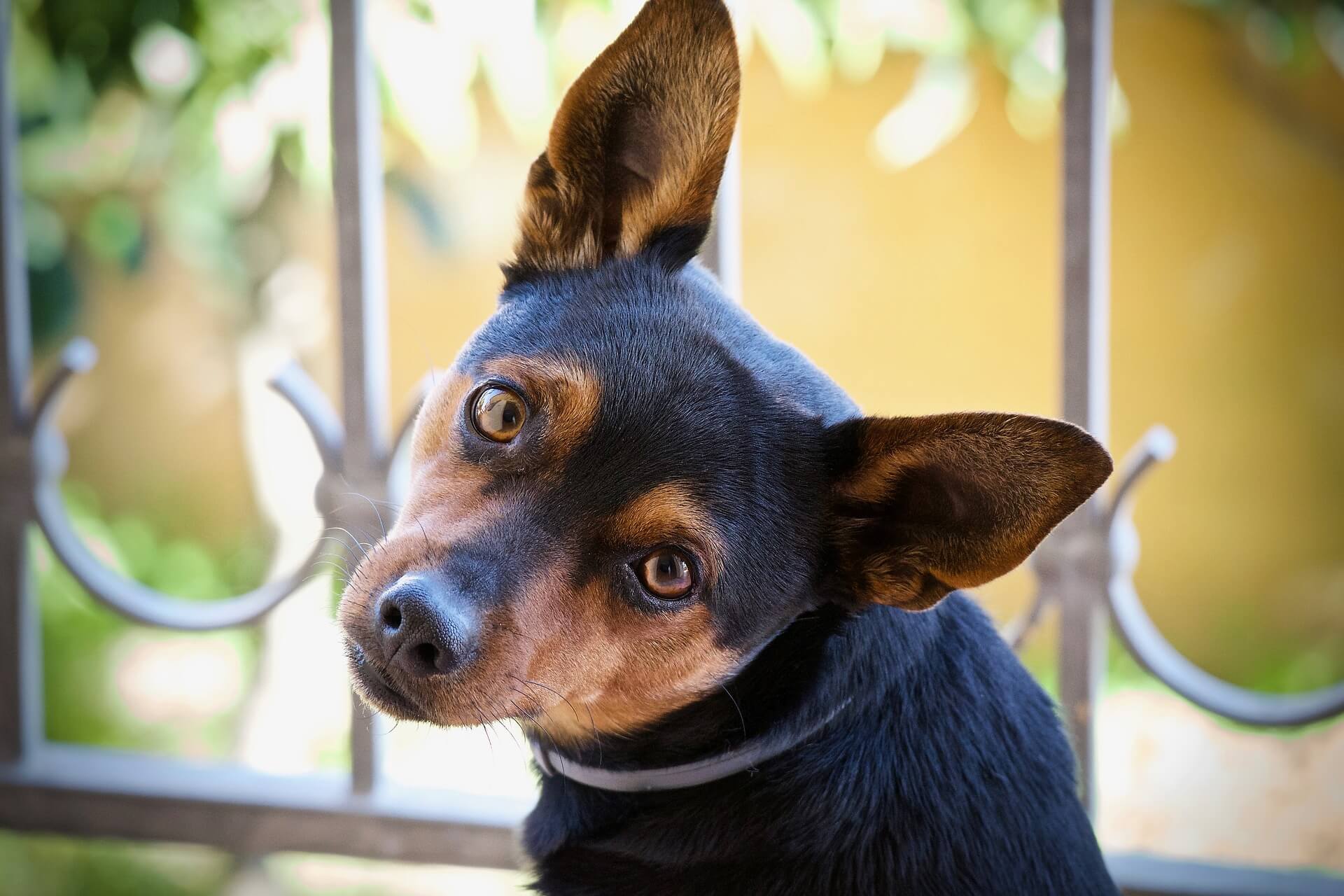 dog listening