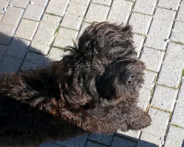 barbet dog looking