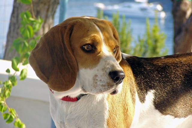 Beagle