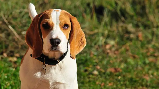 beagle puppy