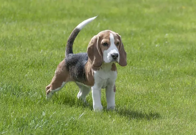 Beagle  on grass