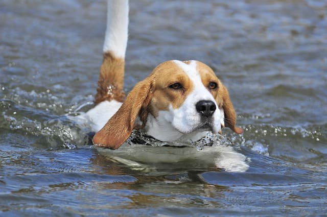 Beagle swimming