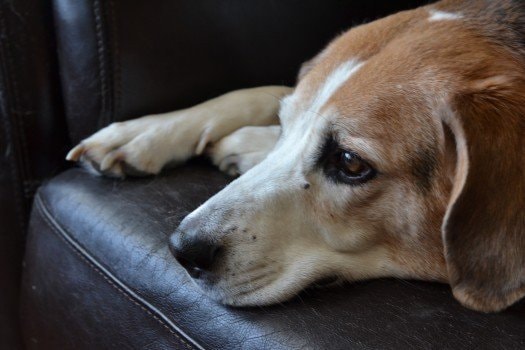 perro triste en el sofá