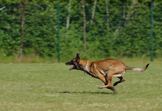 belgian shepherd malinois for sale