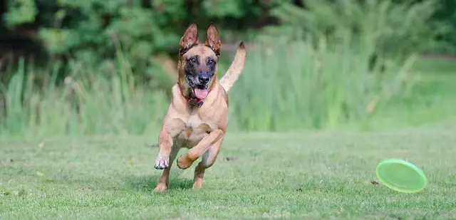 belgian shepherd malinois