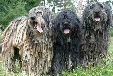 trois chiens bergamasco