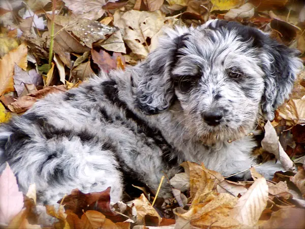 Bergamasco puppy 