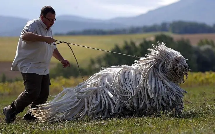 cane bergamasco