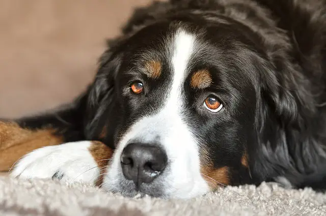 bernese mountain dog looking