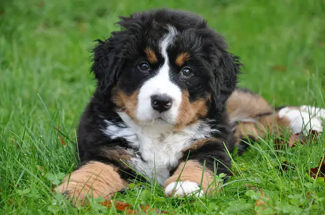 bernese mountain puppy on grass