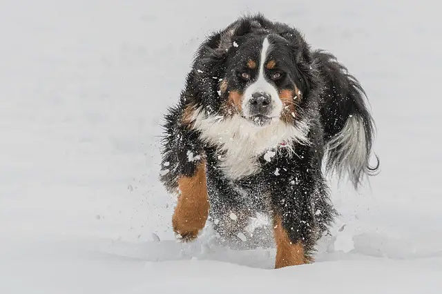 Chien de montagne bernois sur la neige