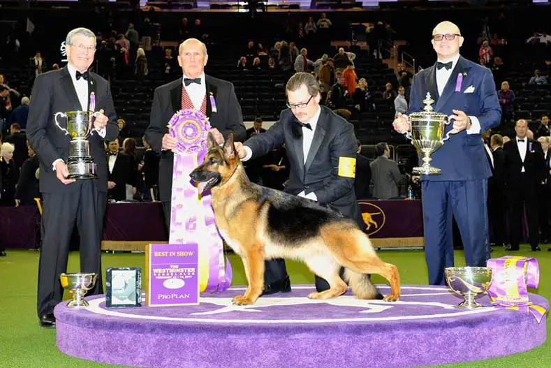 dog show trophy ceremony
