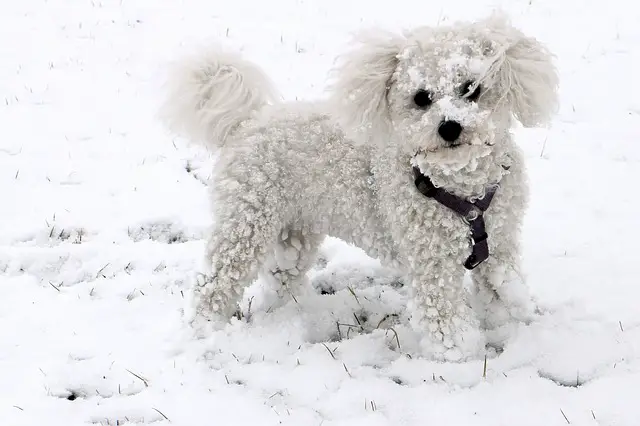 bichon frise