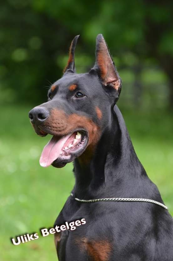 Doberman negro y fuego