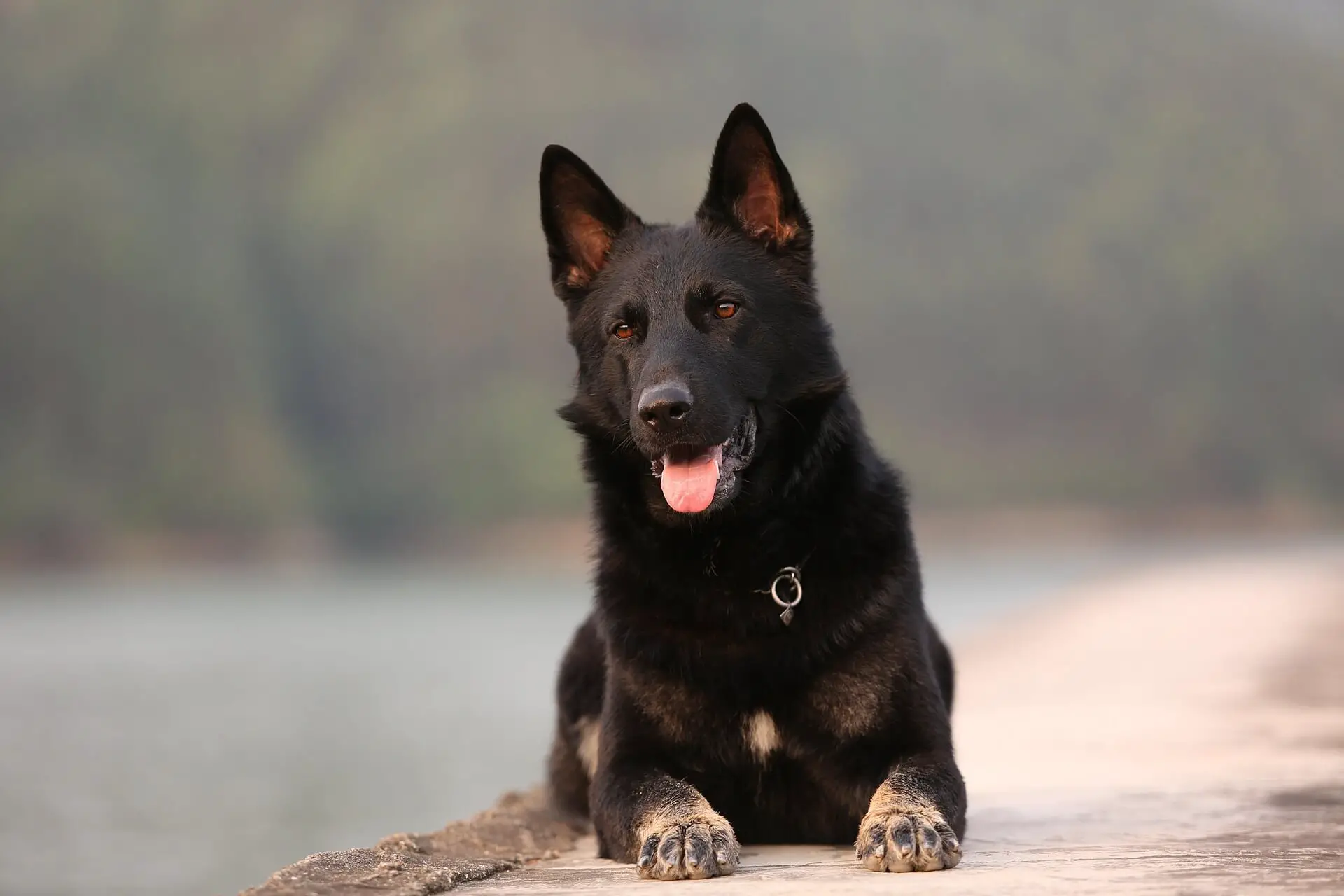 black german shepherd dog