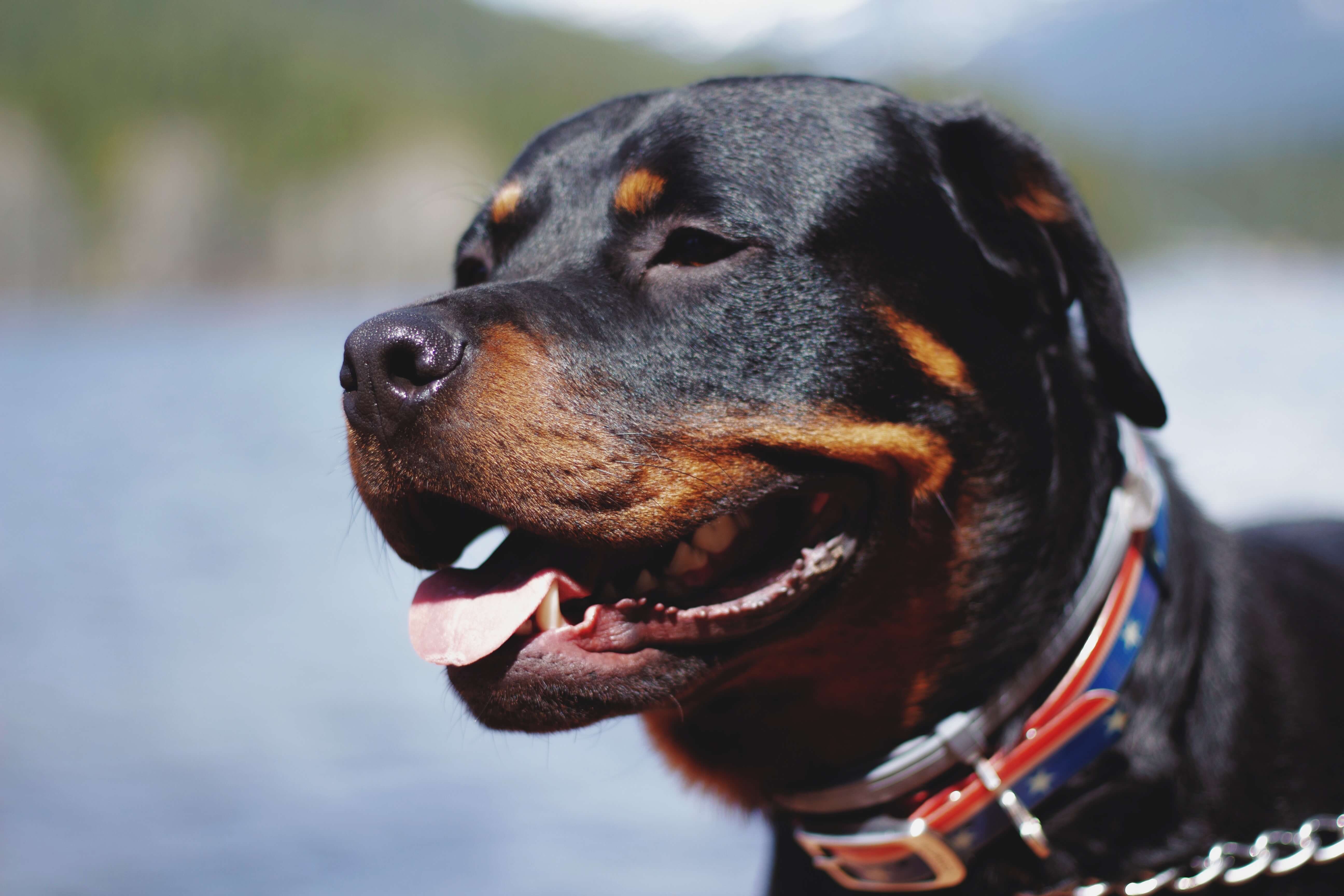 black rottweiler dog