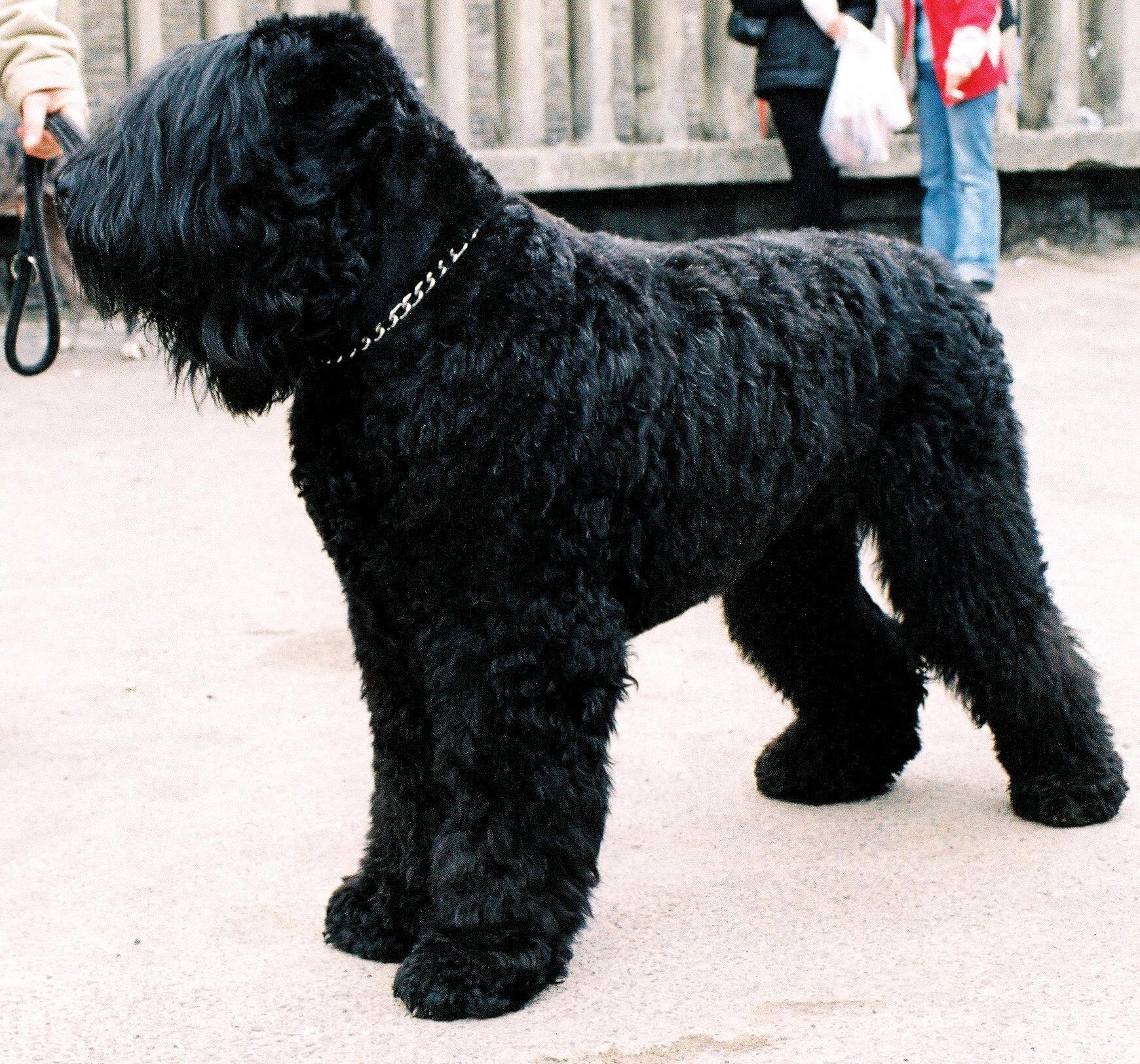 black-russian-terrier-army-dog