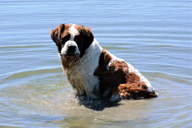 dog sitting in water