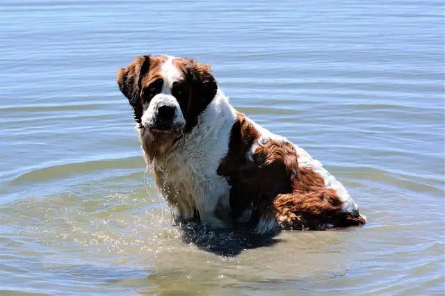 perro sentado en el agua