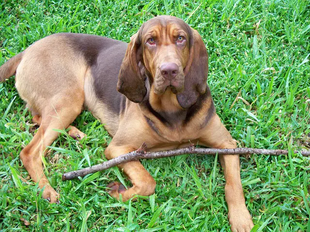 Perro de San Huberto 