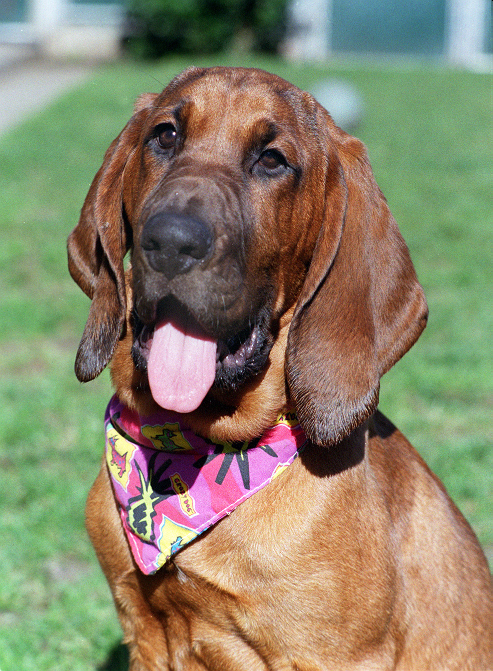 bloodhound dog