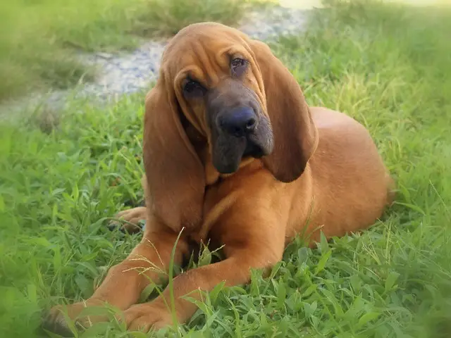 bloodhound chiot