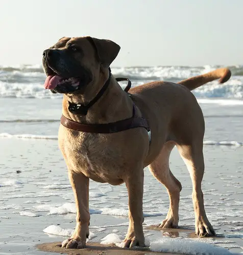 boerboel dog in stance