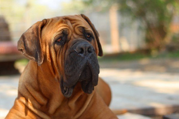 most well behaved dog breeds