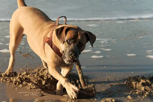 boerboel dog on the beach