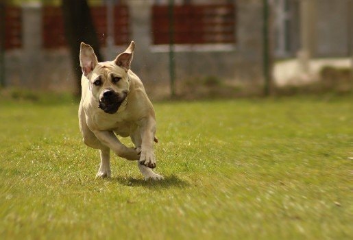 boerboel running