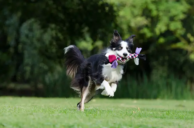 border collie puppy