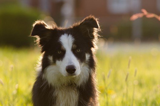 dog on grass