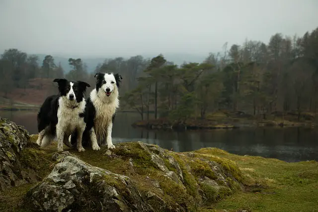 two border collie dogs