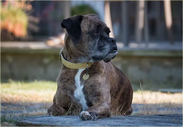 boxer dog