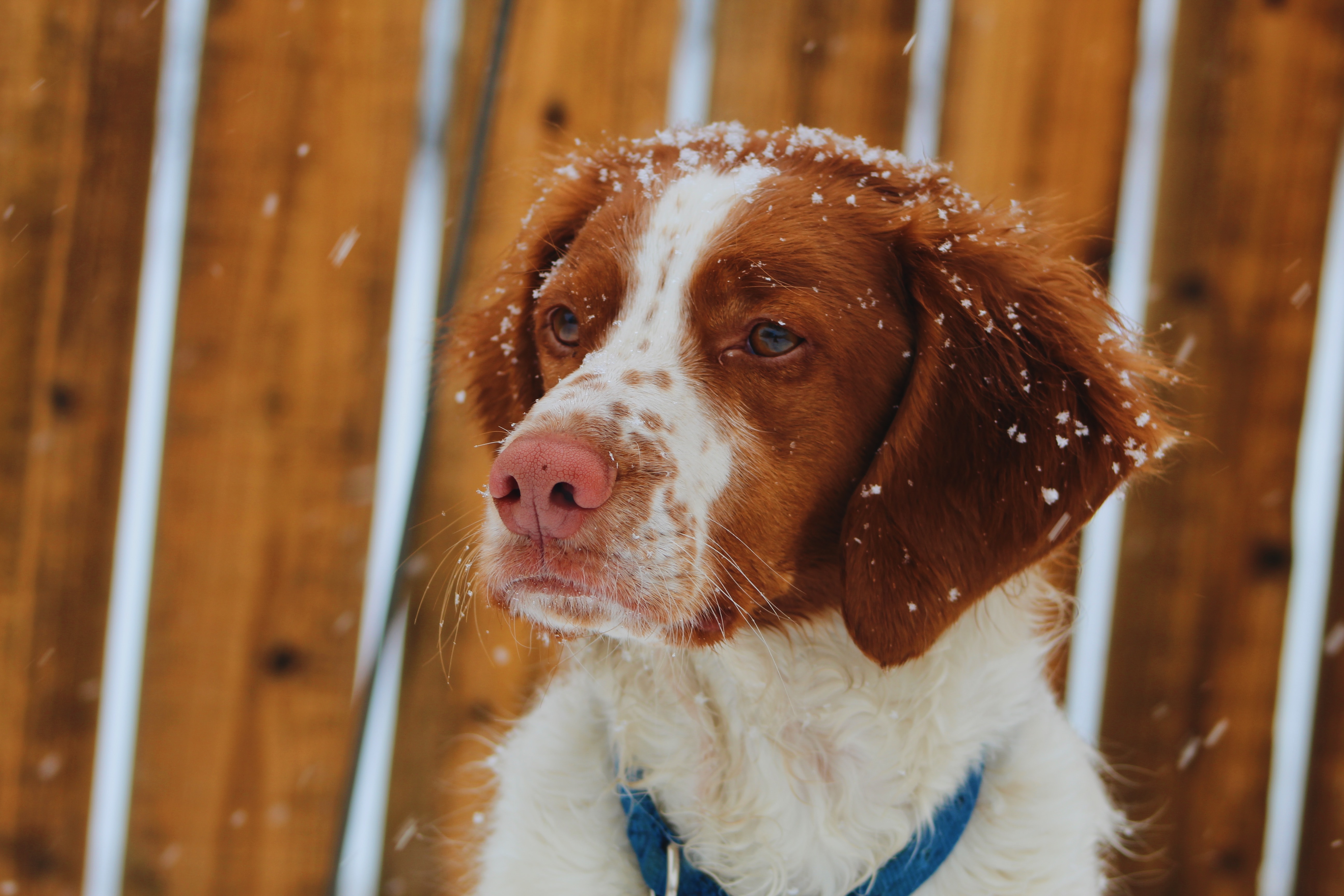 Brittany Spaniel- gundog or a pet?