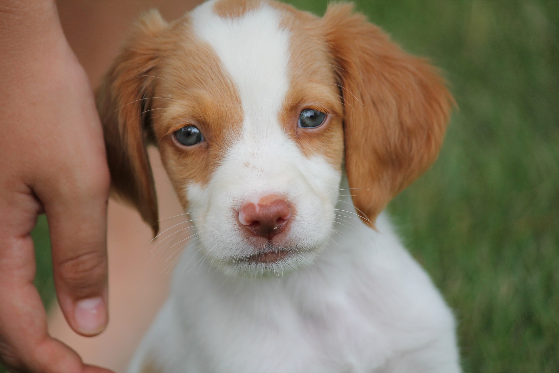 Brittany Spaniel- gundog or a pet?