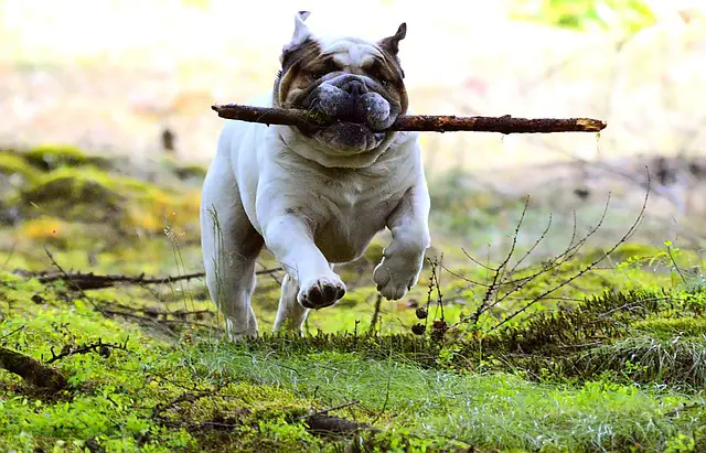 bulldog with stick