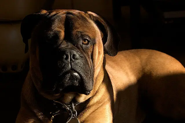 bullmastiff