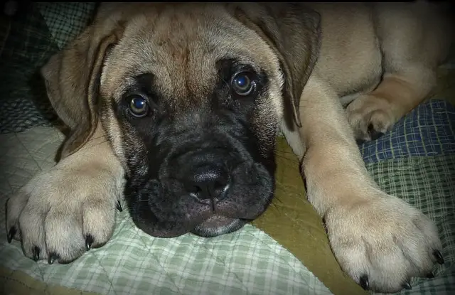 bullmastiff tail docking