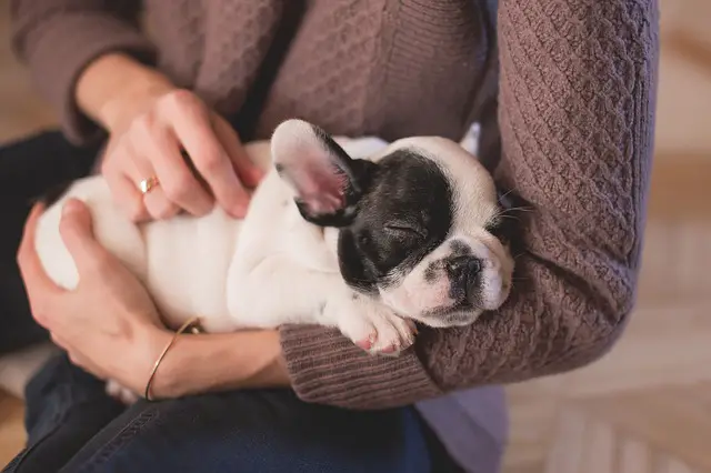 french bulldog in arms